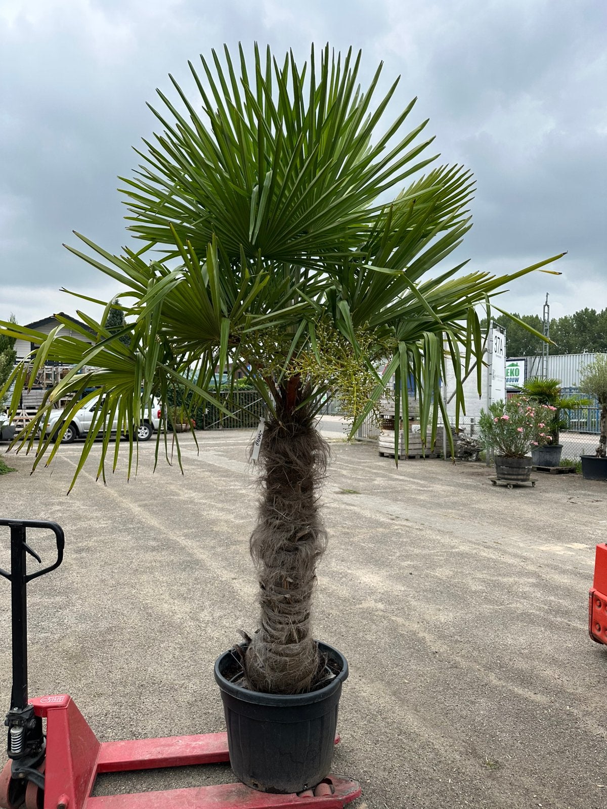 Trachycarpus fortunei palmbomen. Volle bomen. 8 stuks, Tuin en Terras, 100 tot 250 cm, Zomer, Palmboom, Ophalen