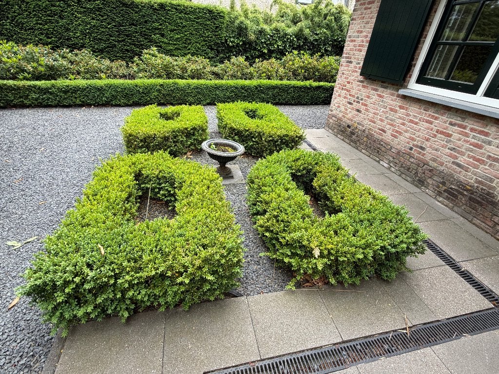 Buxus haag en bollen, Ophalen, Haag, Minder dan 100 cm, Buxus