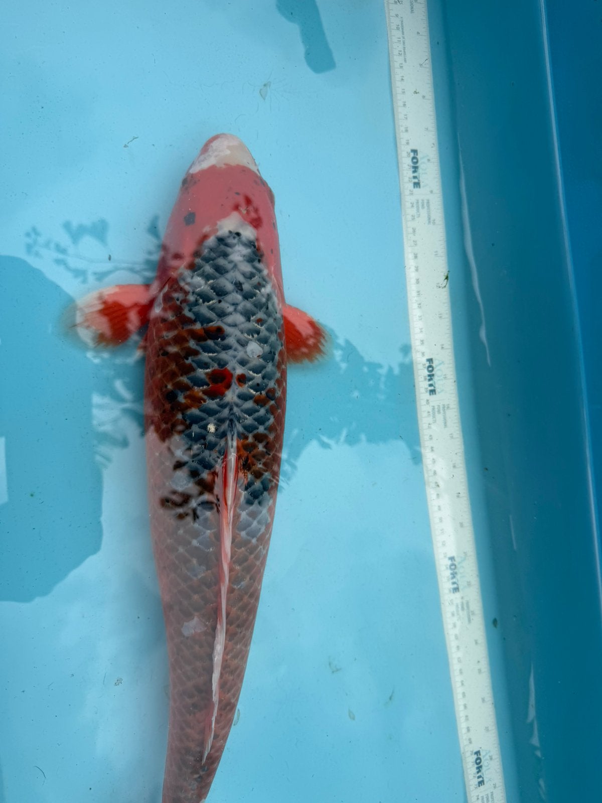 Red asagi koi, Karper of Koi
