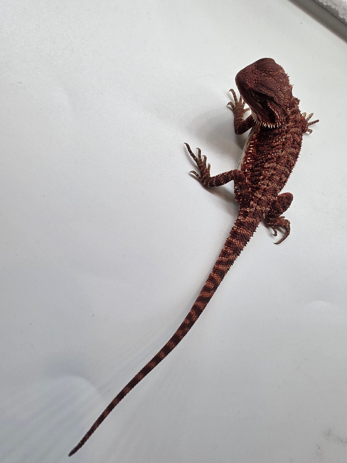 Baardagaam dark red monster het hypo man Bearded Dragon photo 4