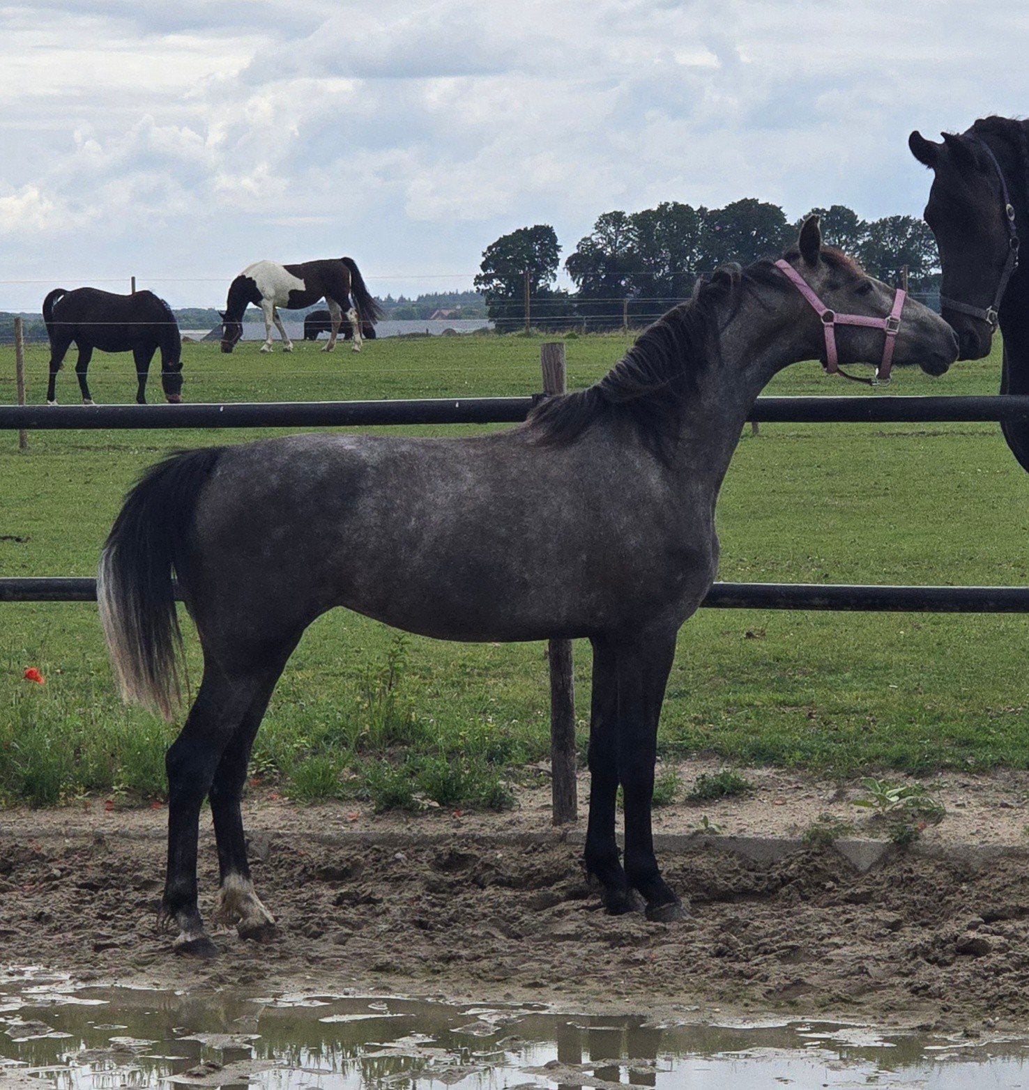 Prachtige KWPN schimmelmerrie, Merrie, Dressuurpaard, 3 tot 6 jaar