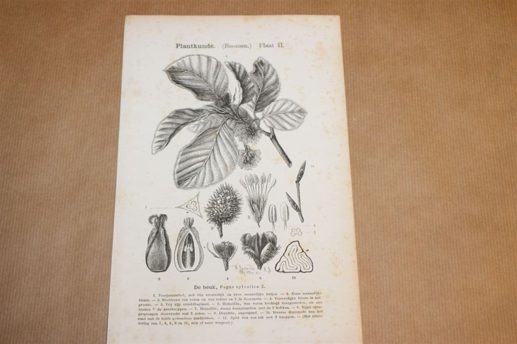 Antieke botanische prent - Beuk - 1875 !!, Verzamelen, Ophalen of Verzenden, Voor 1940, Gebruikt, Overige onderwerpen