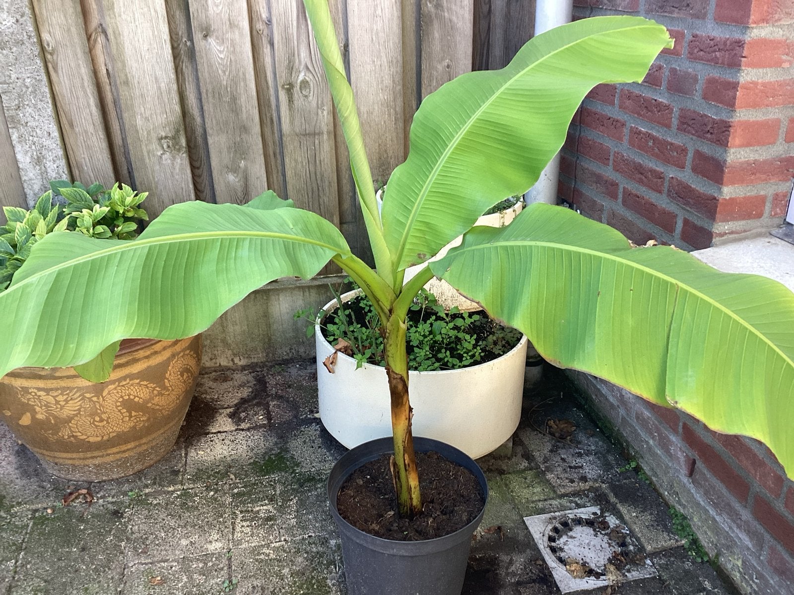 Bananenplant (Musa Basjoo) - Winterhard, Overige soorten, Volle zon, Vaste plant, Ophalen of Verzenden