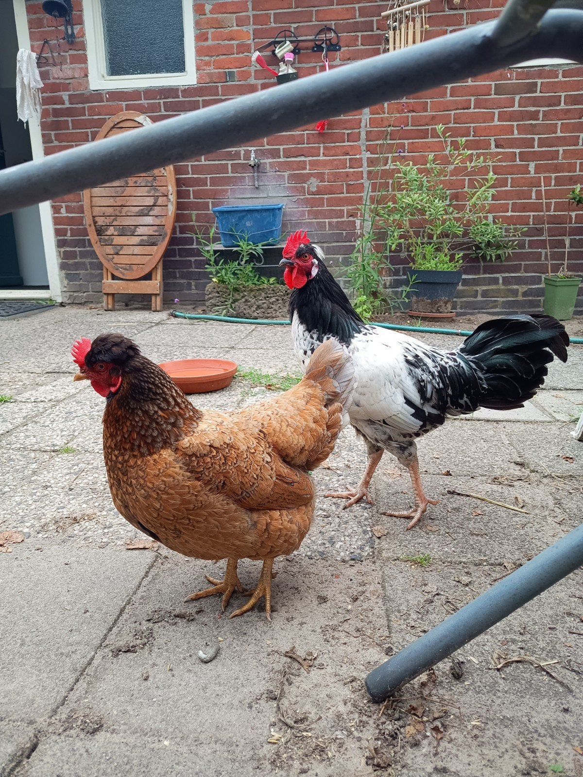 grappig haantje, Dieren en Toebehoren, Pluimvee, Mannelijk, Kip