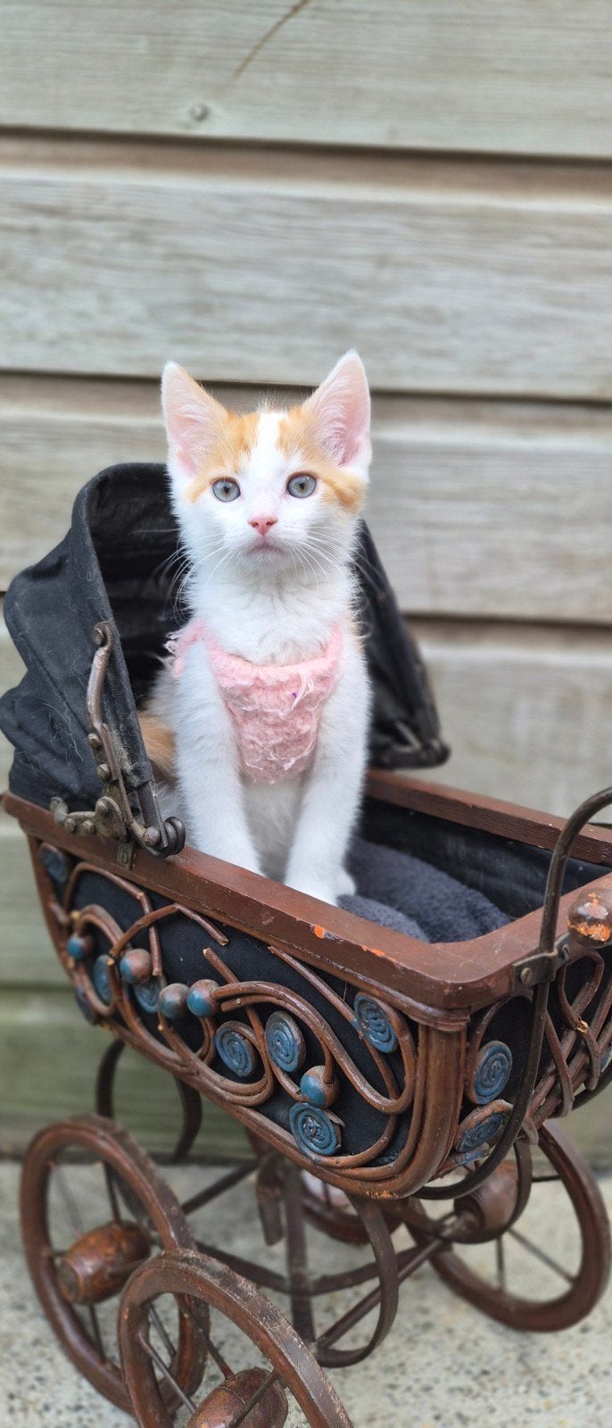 Gratis kittens en moederpoes