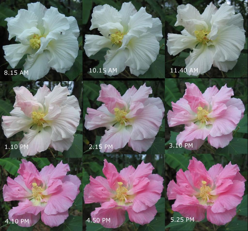 Hibiscus Mutabilis zaden, Verzenden, Volle zon