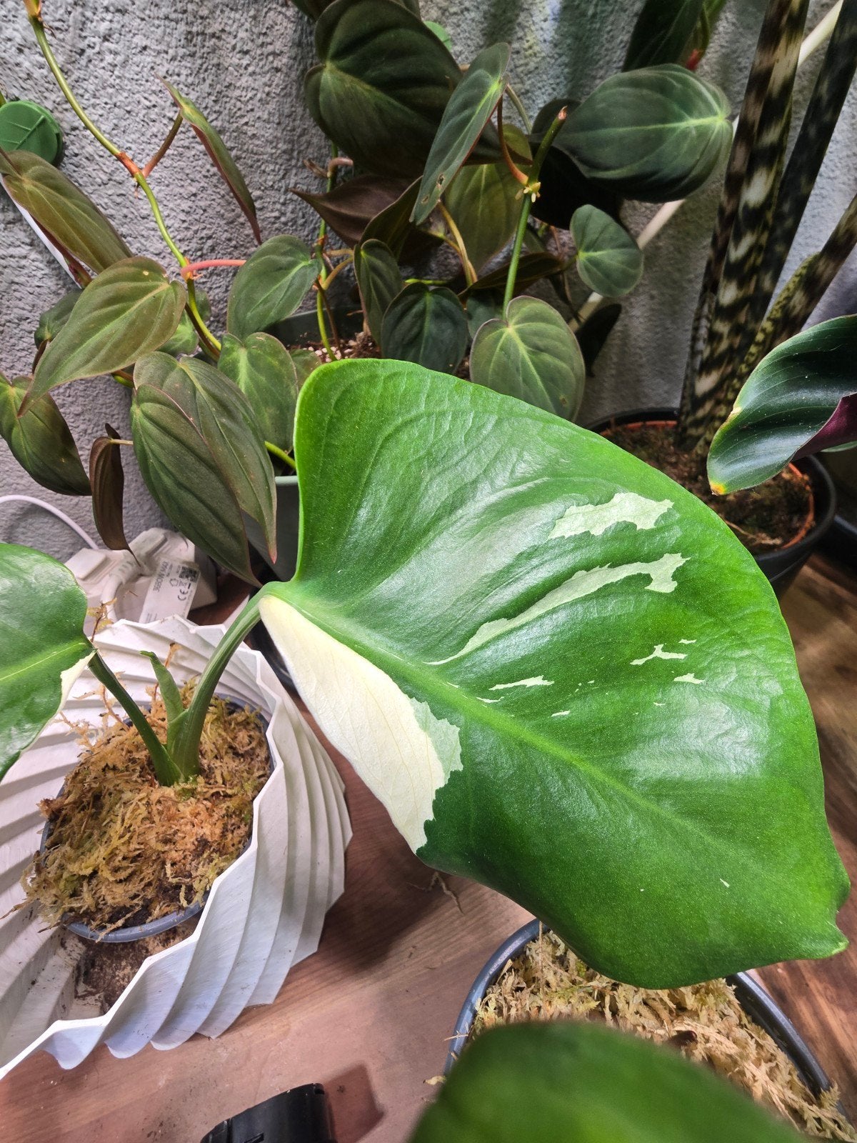 Monstera deliciosa tauerii varigata uit zaad, Ophalen of Verzenden, Halfschaduw, Minder dan 100 cm