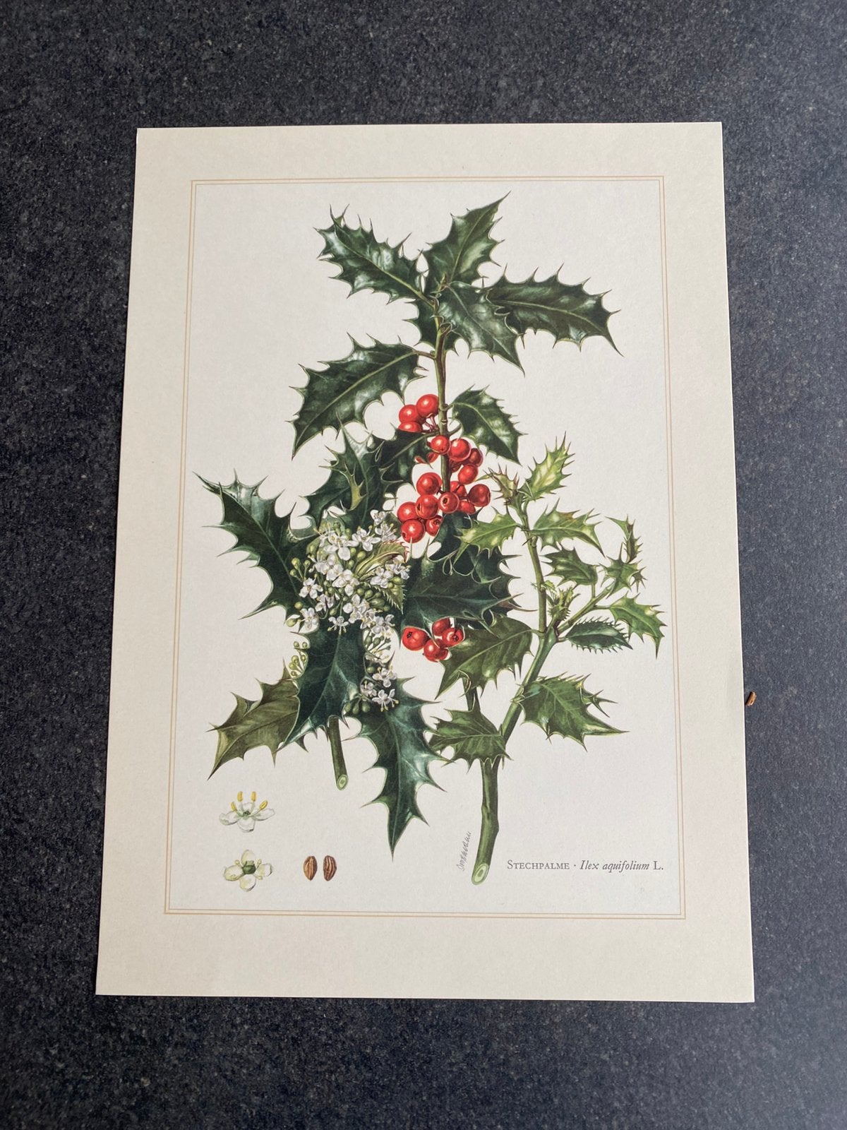 Vele prenten bomen/struiken 19x27 cm pst  1,75 euro oa hulst, Ophalen of Verzenden, Natuur en Biologie