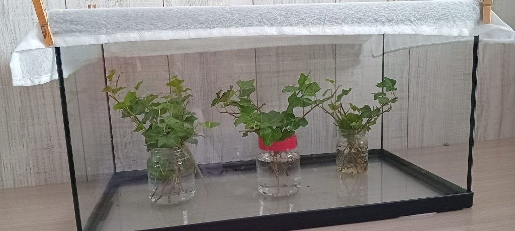 gratis af te halen, wandelende takken, Dieren en Toebehoren, Insecten en Spinnen, Wandelende tak