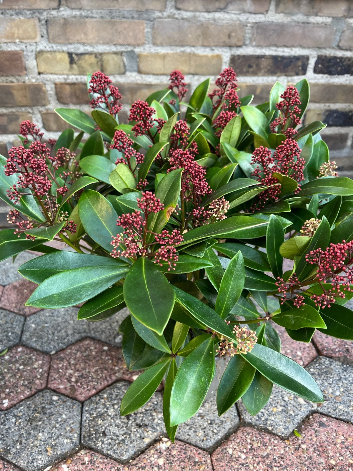 Skimmia plant 35-40 cm hoog en breed, Tuin en Terras, Overige soorten, Vaste plant, Ophalen of Verzenden, Halfschaduw