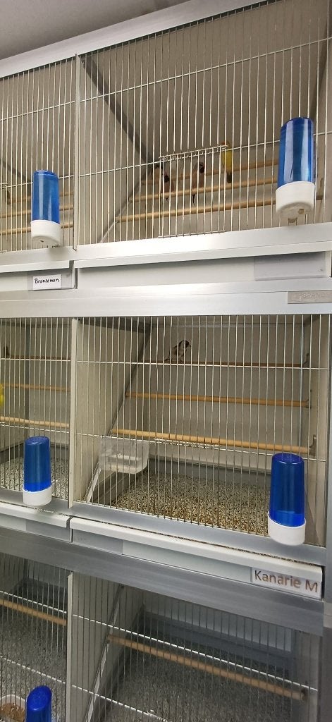 putter, Dieren en Toebehoren, Mannelijk, Wildzangvogel, Geringd