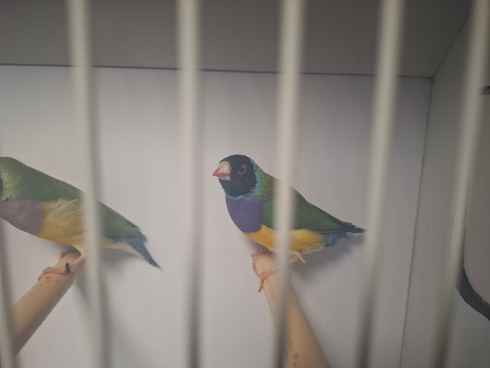 gouldamedine zwart kop paarsborst wild kleur, Meerdere dieren, Tropenvogel, Geringd