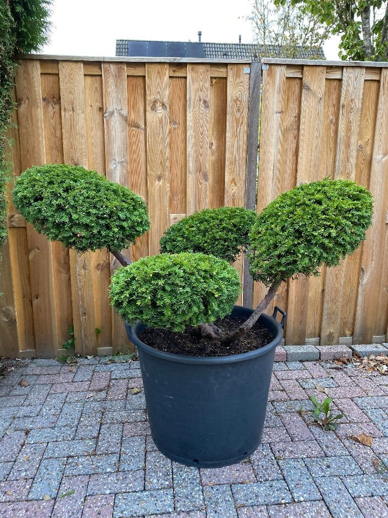 Taxus Baccata Vormsnoei, Ophalen, Taxus, Struik, 100 tot 250 cm