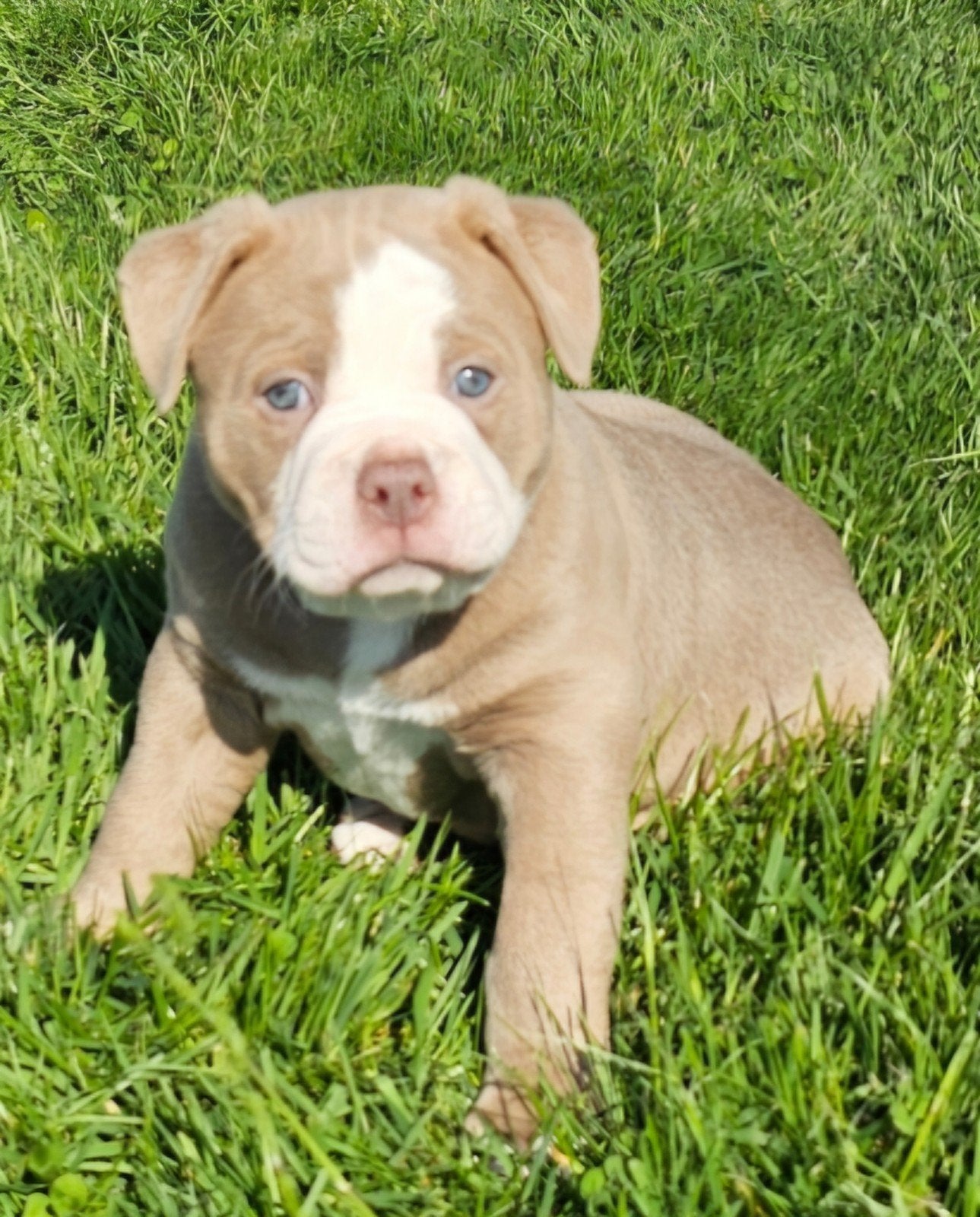 Prachtige Old English Bulldog pup teefje, 8 tot 15 weken, Meerdere, Nederland, Particulier