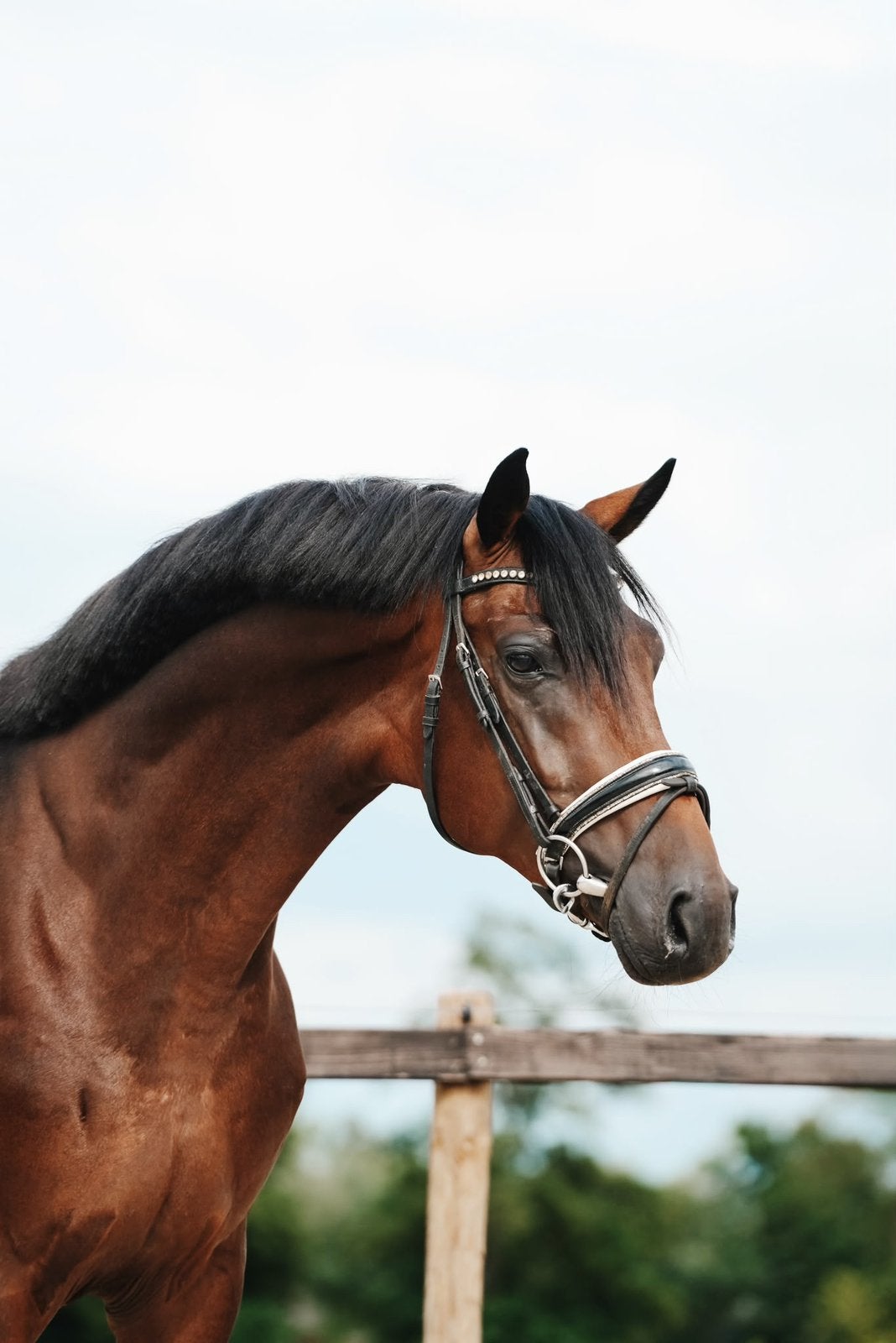 3 jarige beauty van Spielberg x Apache, Met stamboom, Dressuurpaard, Hengst, 3 tot 6 jaar