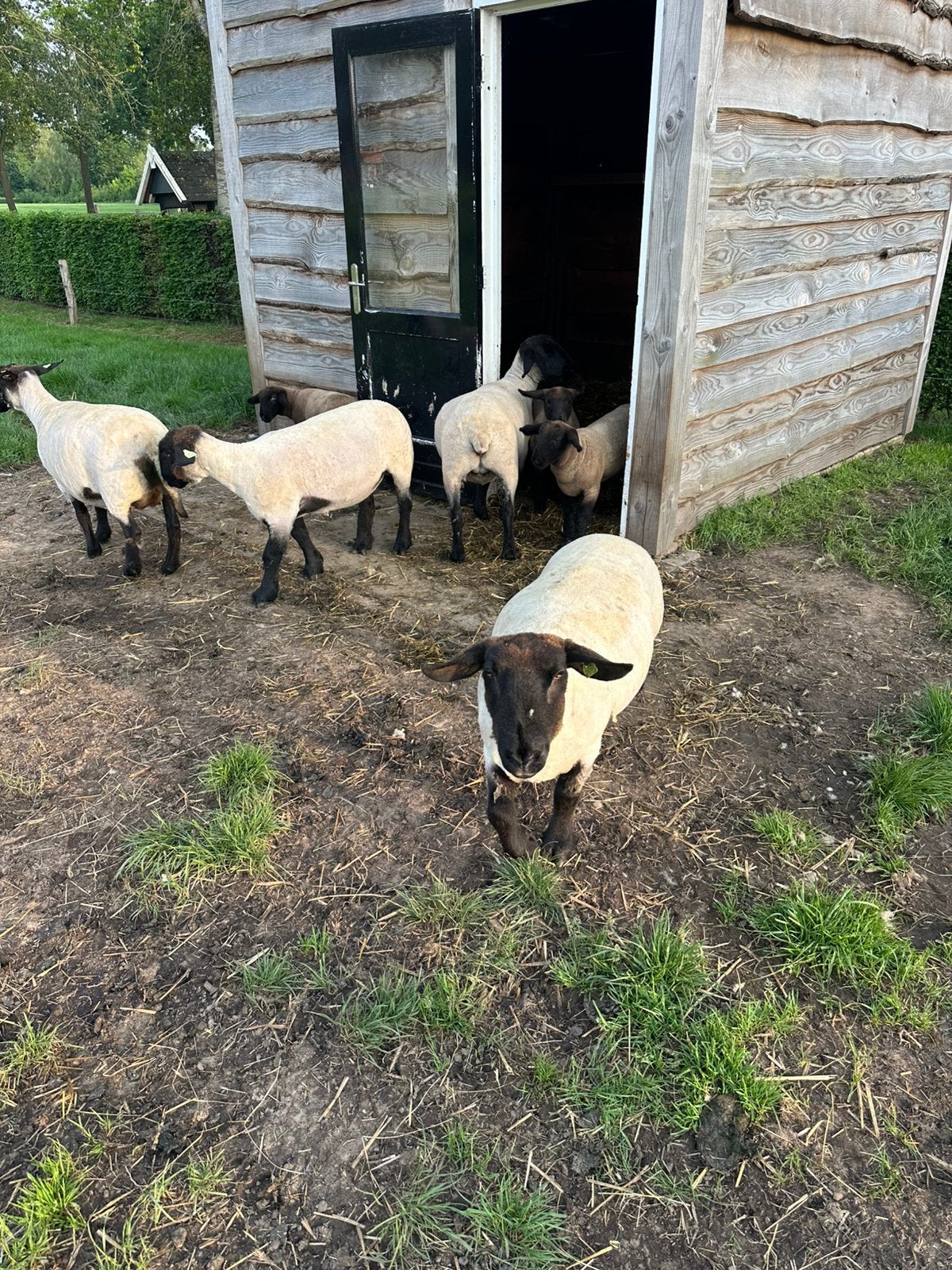 2 suffolk ooien 3/4 jaar oud, Vrouwelijk, Schaap