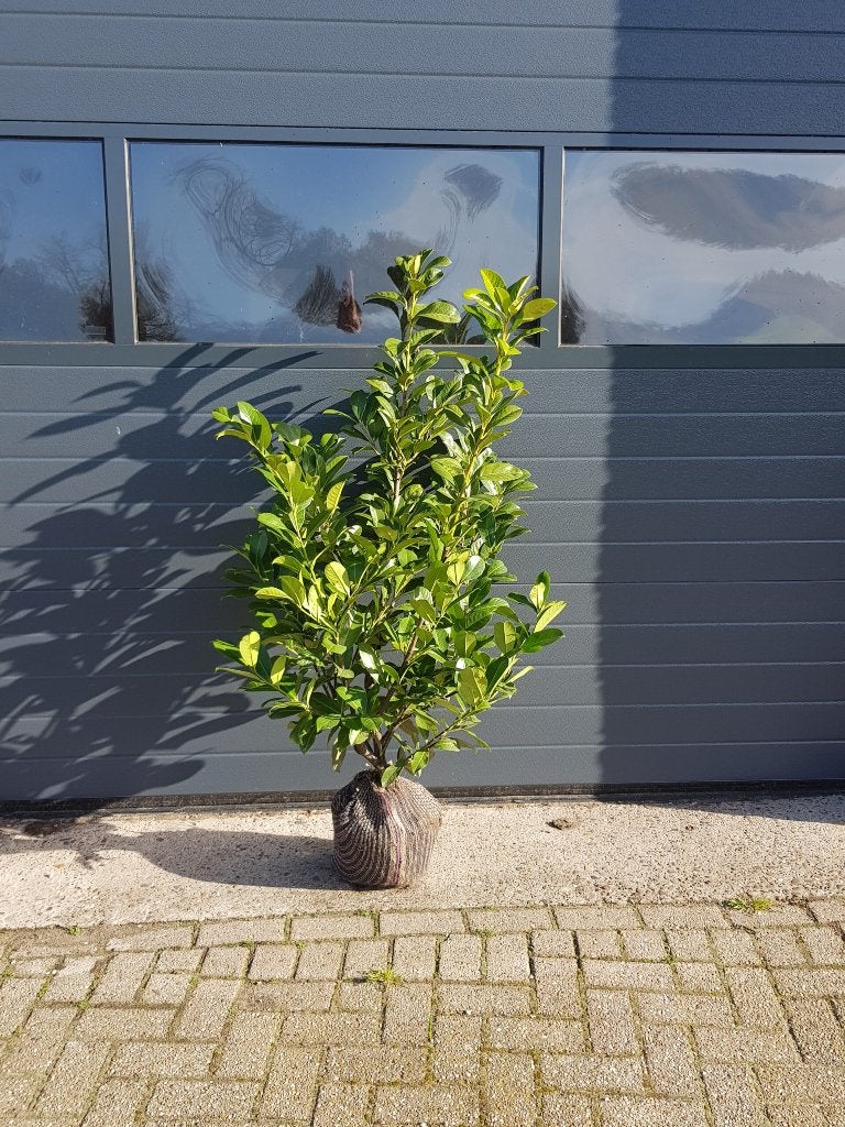 Prunus laurocerasus Rotendifolia - Laurier, Ophalen of Verzenden, Laurier, 100 tot 250 cm