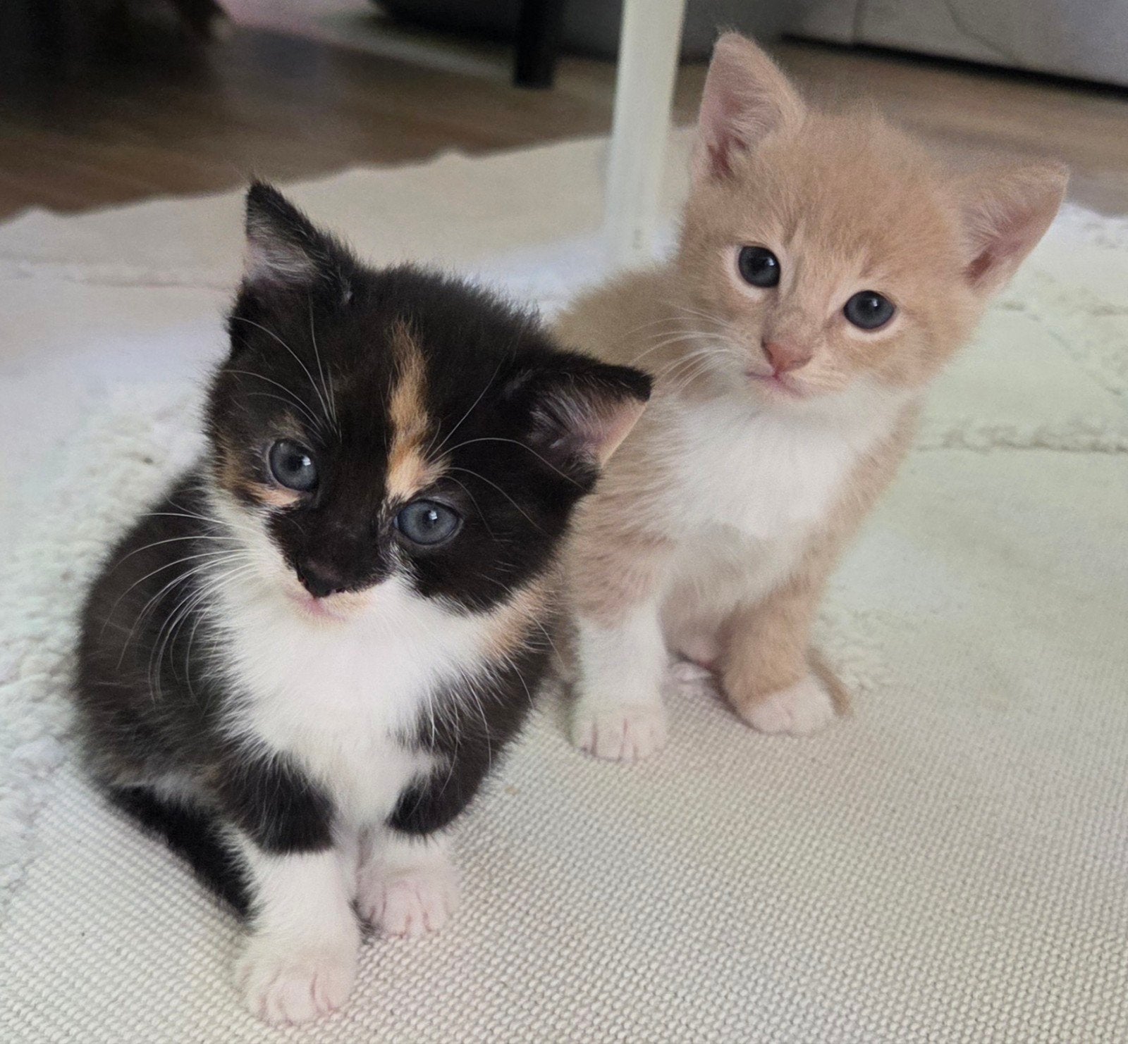 kittens, Kater, Kortharig, 0 tot 2 jaar