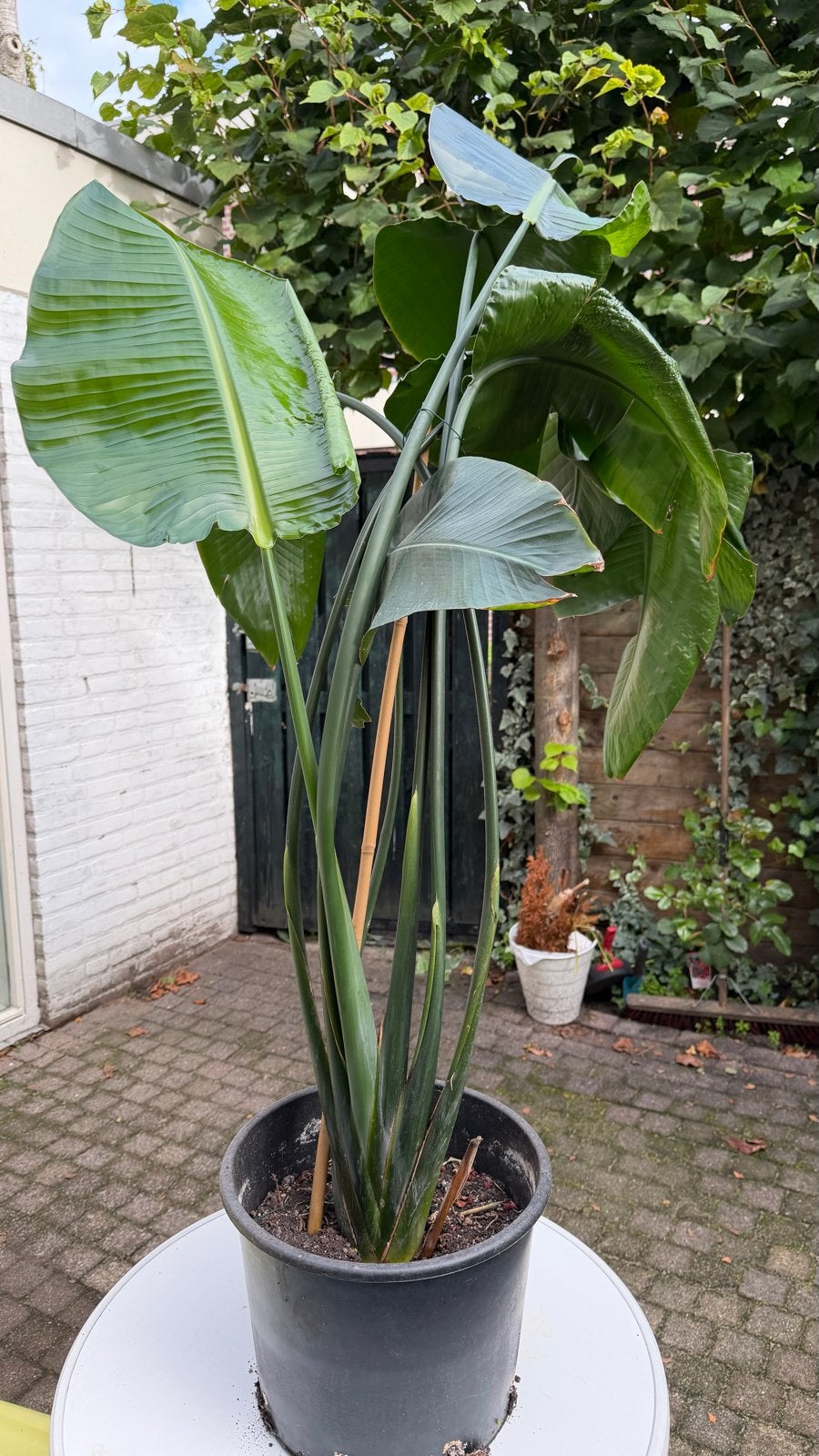 Middel groot Strelitzia Nicolai - Paradijsvogelplant, Overige soorten, Volle zon, Vaste plant, Ophalen of Verzenden
