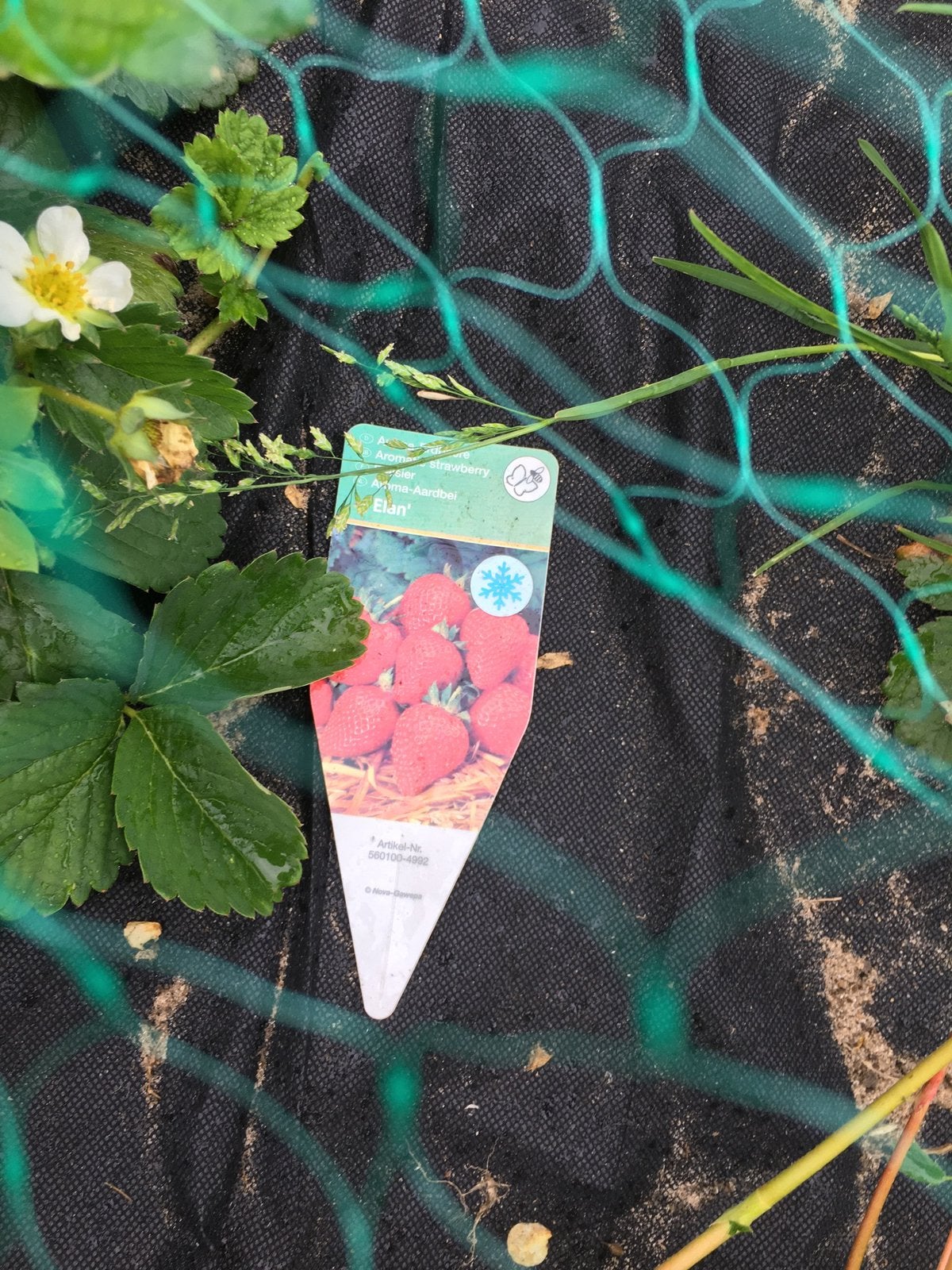 Aardbeienstekjes, Tuin en Terras, Ophalen, Minder dan 100 cm, Overige soorten, Zomer
