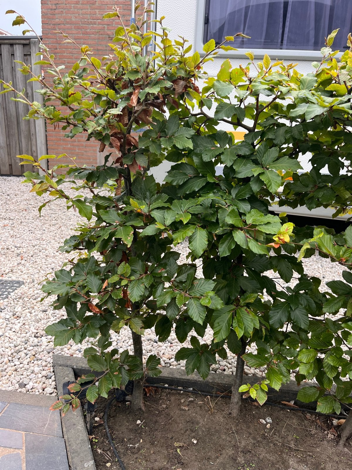 Beukenhaag 90-100cm hoog - 19 stuks, Vaste plant, Bloeit niet, Halfschaduw, Ophalen