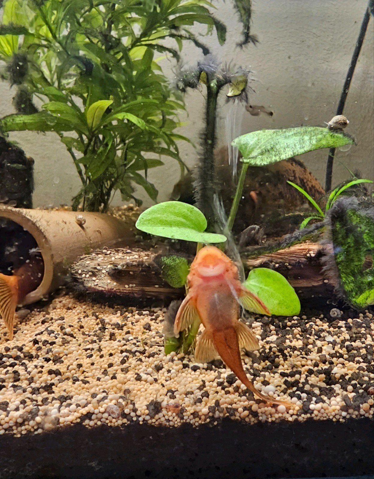 jonge ancistrus super reds met longfin gen