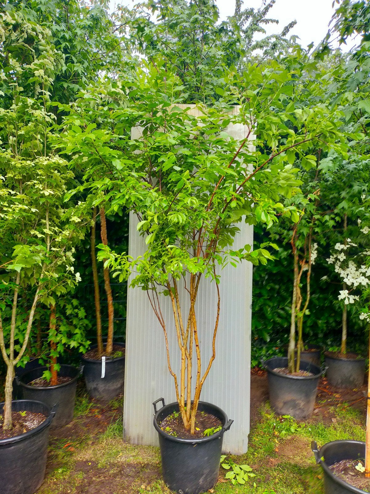 Lagerstroemia Indische sering, Overige soorten, 100 tot 250 cm, Zomer, Ophalen
