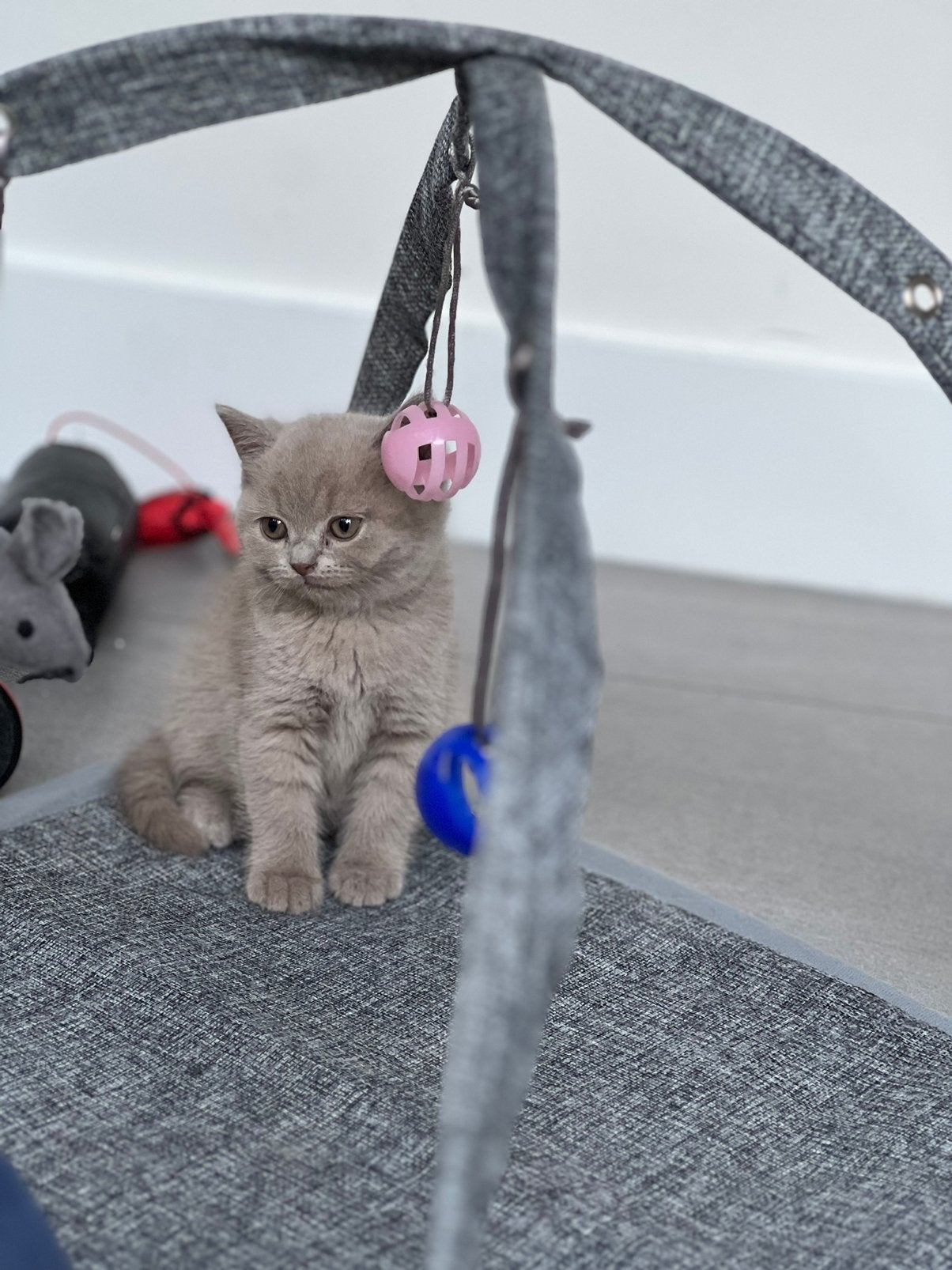 Britse korthaar kittens lilac en creame., Meerdere dieren, Met stamboom, 0 tot 2 jaar