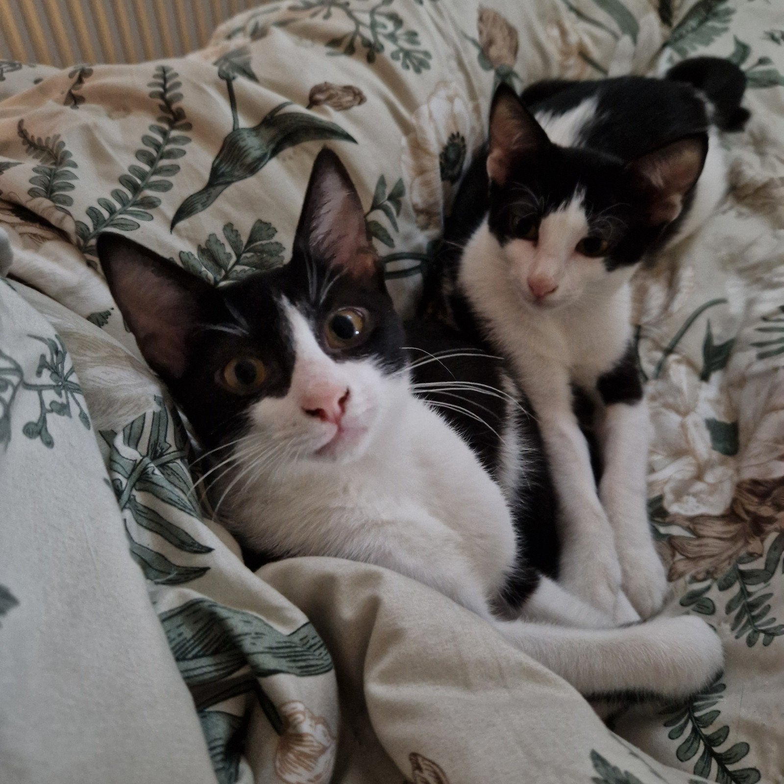 Twee prachtige katters  #Adoptie# kittens, Dieren en Toebehoren, Kater