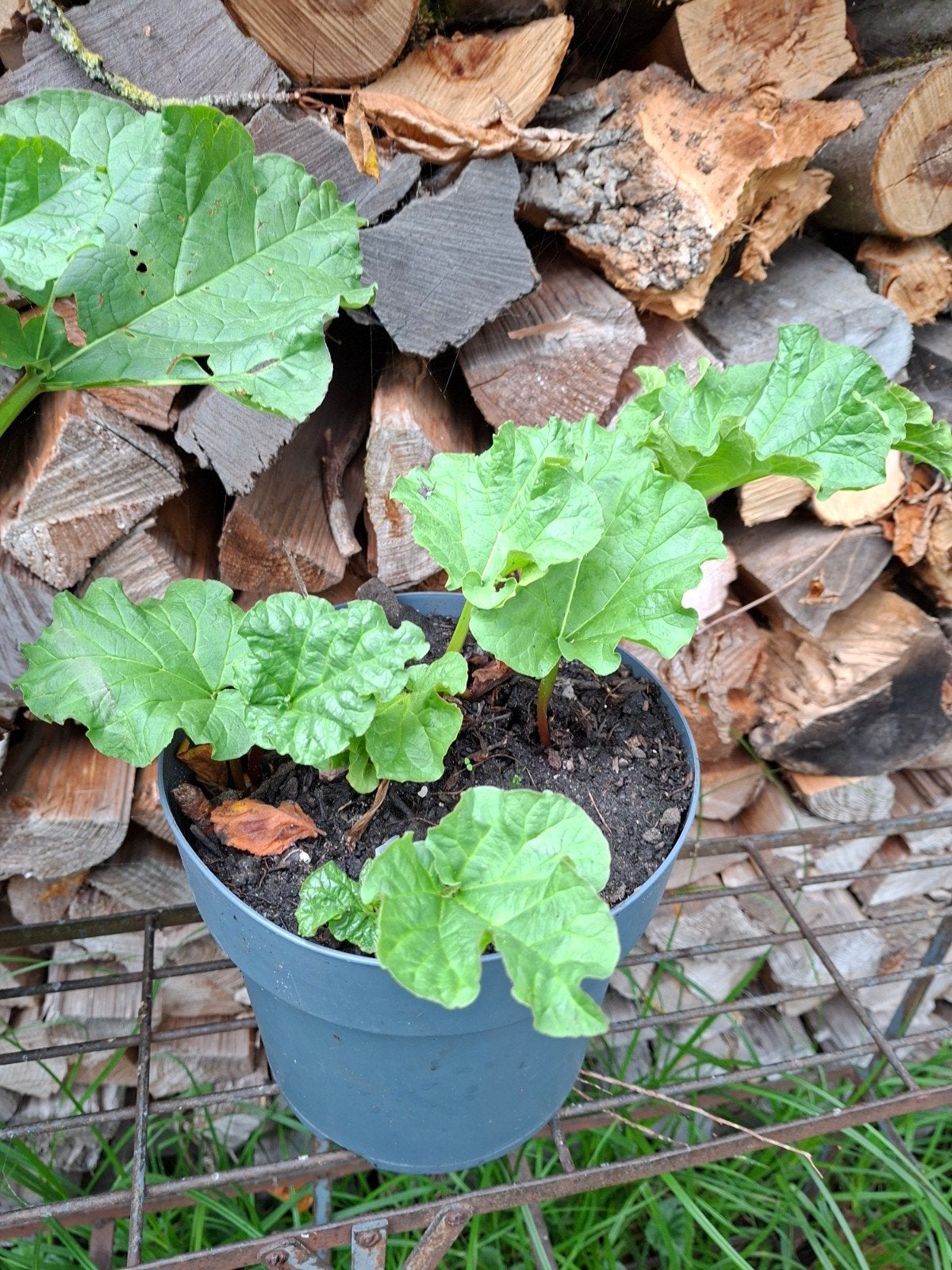 2 potten met rabarberplant, Ophalen, Overige soorten, Volle zon