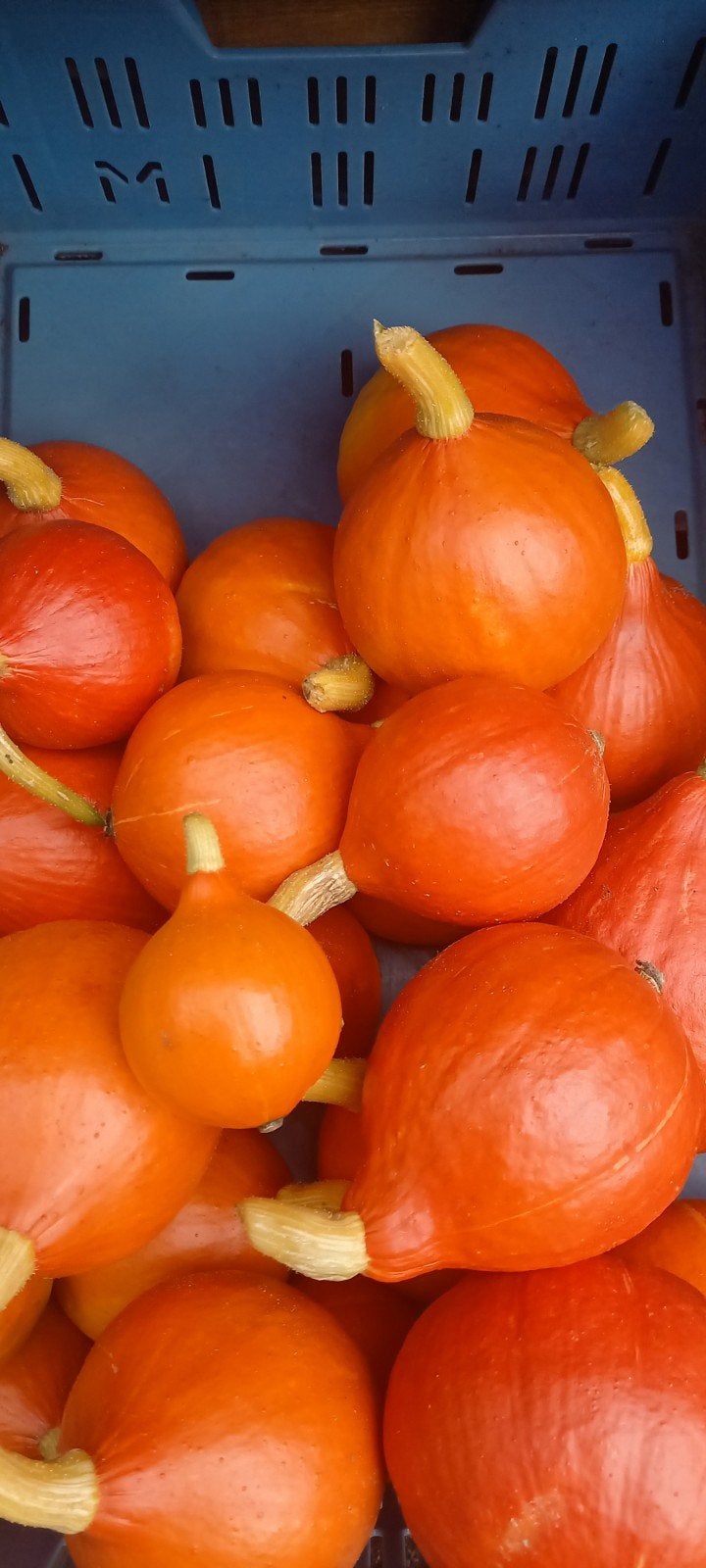 Schitterende kleurige & fleurige pompoenen en sierkalebassen, Ophalen, Nieuw