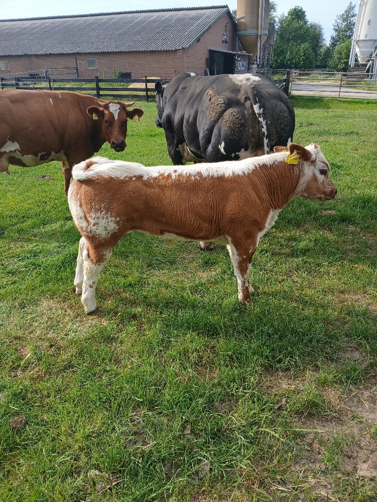 Te koop mooi dikbil stier kalf.(streeprug)., Dieren en Toebehoren, Runderen, Mannelijk, 0 tot 2 jaar