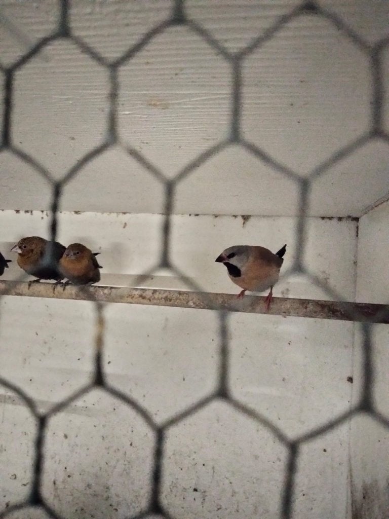 Spitsstaart Amadine, Mannelijk, Tropenvogel