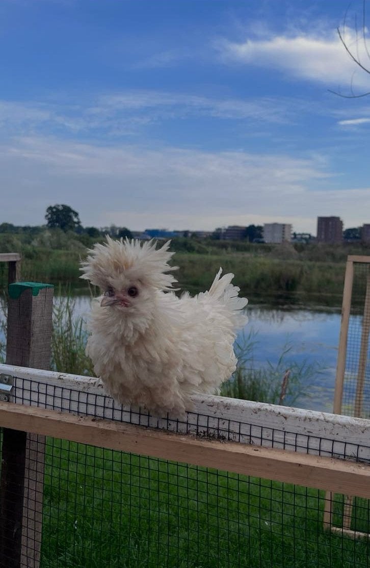 Lief krulveer baardkuifhoender/padua haantje, Dieren en Toebehoren, Mannelijk, Kip