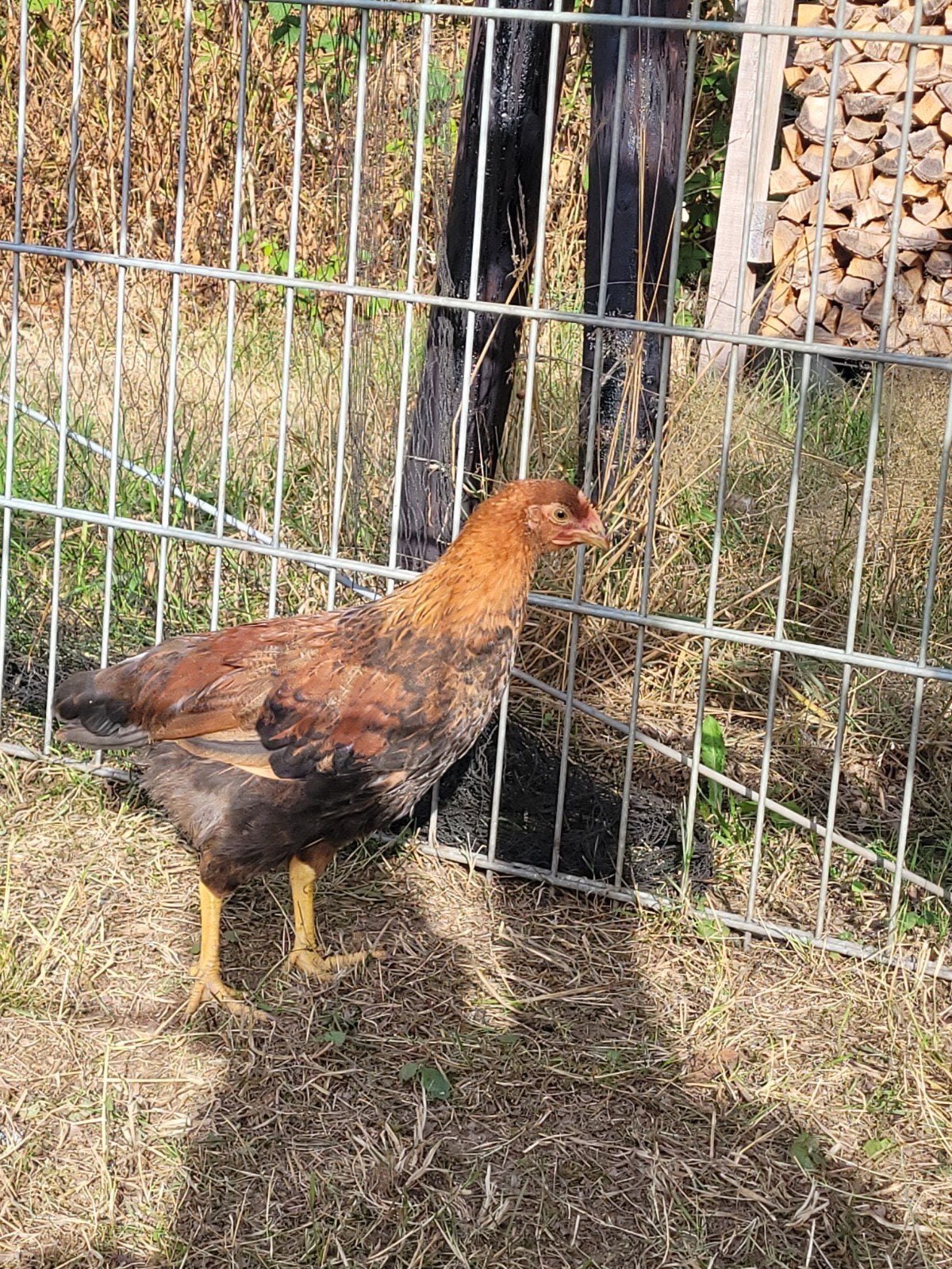 welsumer haantje, Dieren en Toebehoren, Pluimvee, Mannelijk, Kip