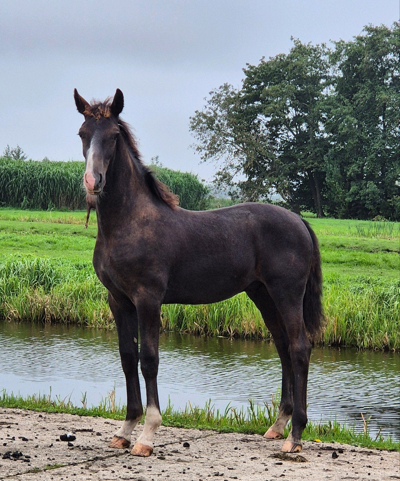 tuigpaard hengst veulen te koop, Dieren en Toebehoren, Met stamboom, Niet van toepassing, 0 tot 2 jaar, Hengst