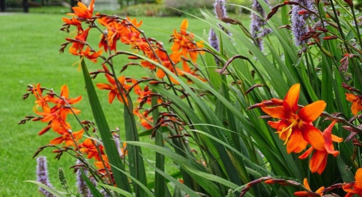 Montbretia Crocosmia vaste plant met oranje bloemen, Tuin en Terras, Ophalen, Overige soorten, Halfschaduw