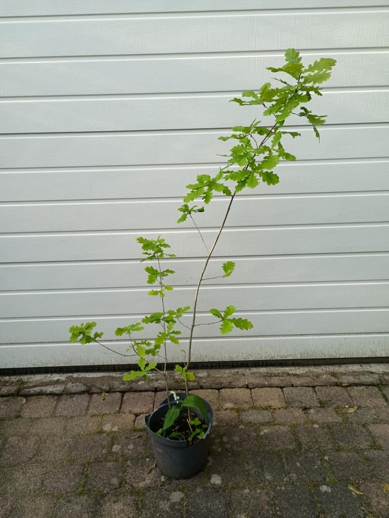 Biologische Zomereik 140 cm, Tuin en Terras, Ophalen, Overige soorten, Minder dan 100 cm