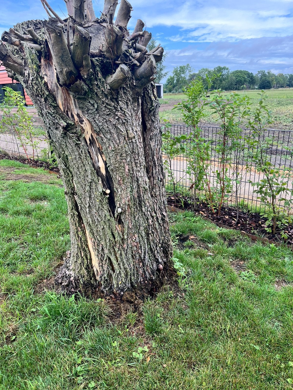 Wilgen boomstam voor haardhout of decoratie, Tuin en Terras, Haardhout, Minder dan 3 m³, Ophalen