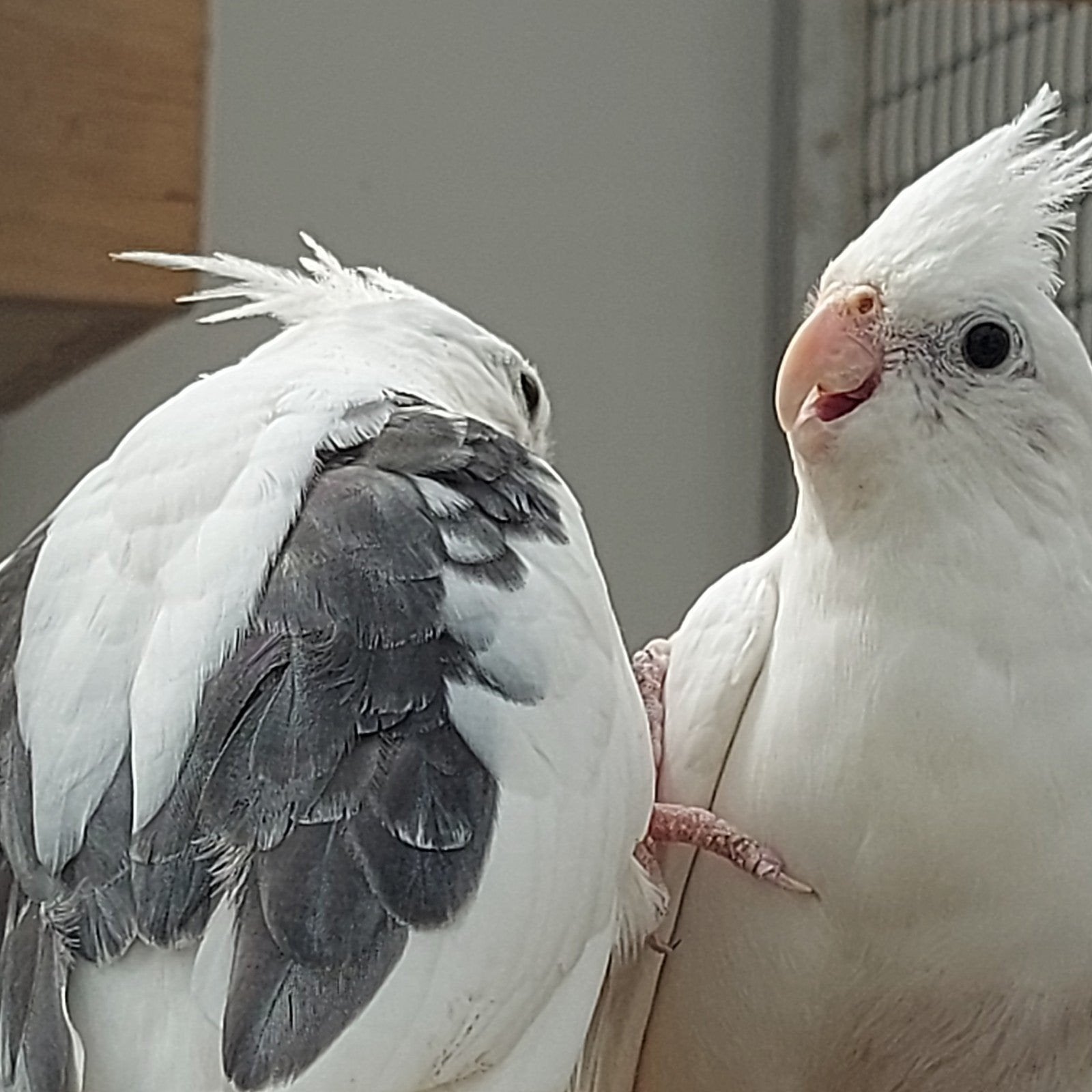 Gezocht  2 koppels  bonte wit kop valkparkieten of albino s, Meerdere dieren, Parkiet, Geringd