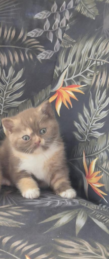 Prachtige brits/britse korthaar kittens met stamboom, Meerdere dieren, Met stamboom, 0 tot 2 jaar