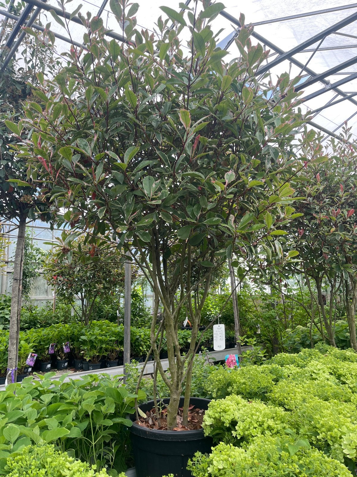 Meerstammige Photinia fraseri 'Pink Marble- Glansmispel €195, Lente, 250 tot 400 cm, Volle zon, In pot