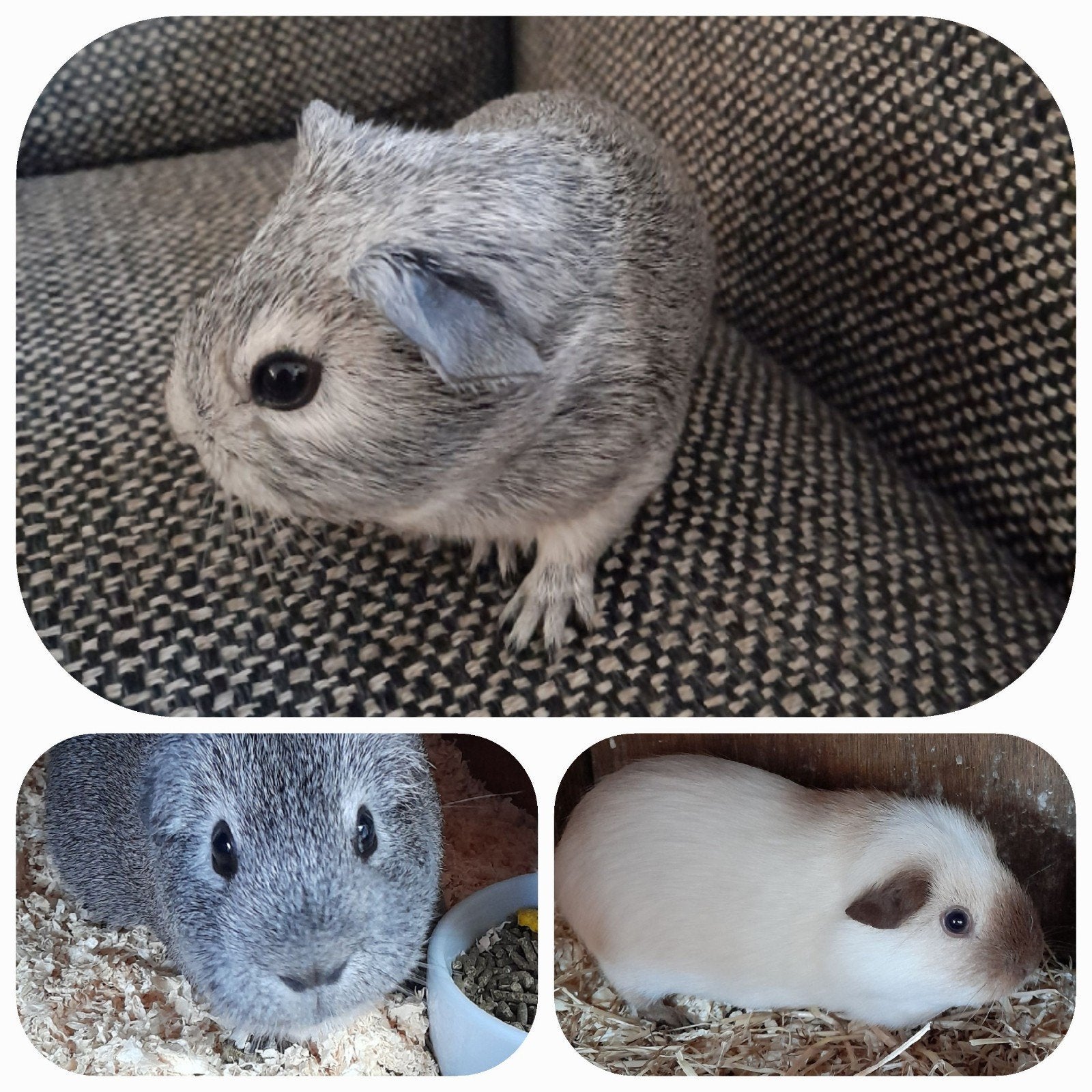 Jonge cavia,zeugje(24-7)zilveragouti X wit california choco, Dieren en Toebehoren, Cavia, Juli, Vrouwelijk, Tam