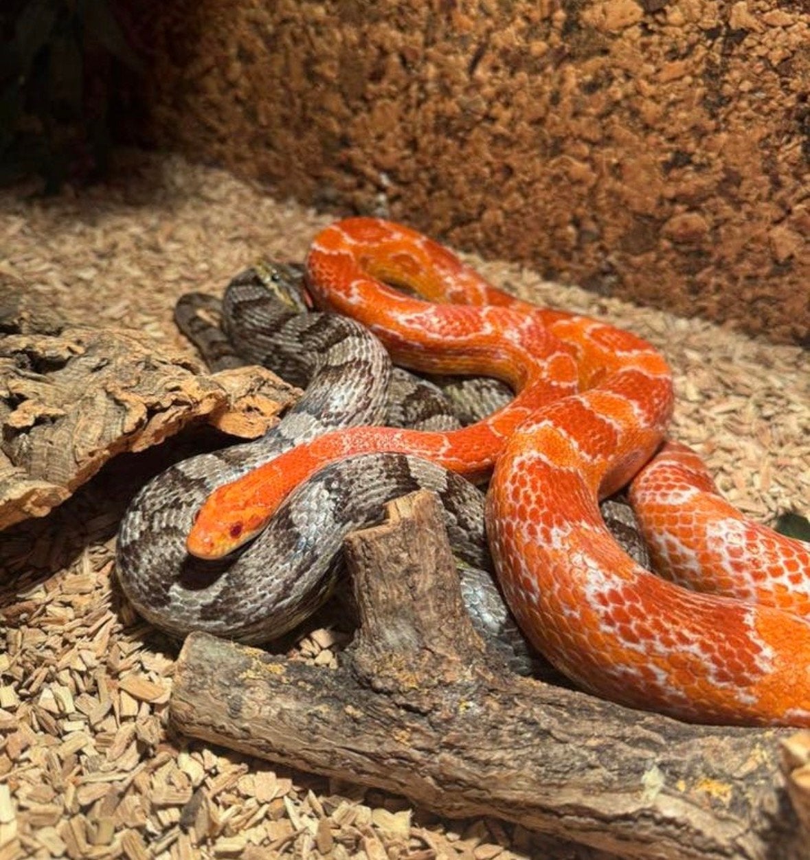 Koppel korenslangen (moeten weg!) Corn Snake - unknown for sale from J.P