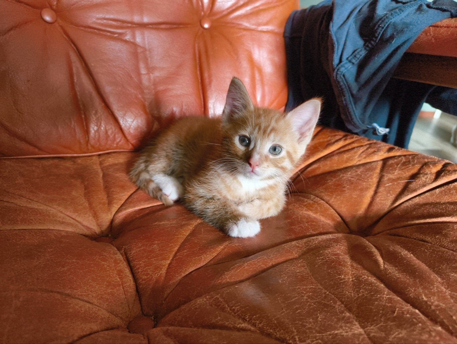 2 Kittens, nieuw in mand. Vers. Op=op, Dieren en Toebehoren, Katten en Kittens | Overige Katten, Meerdere dieren