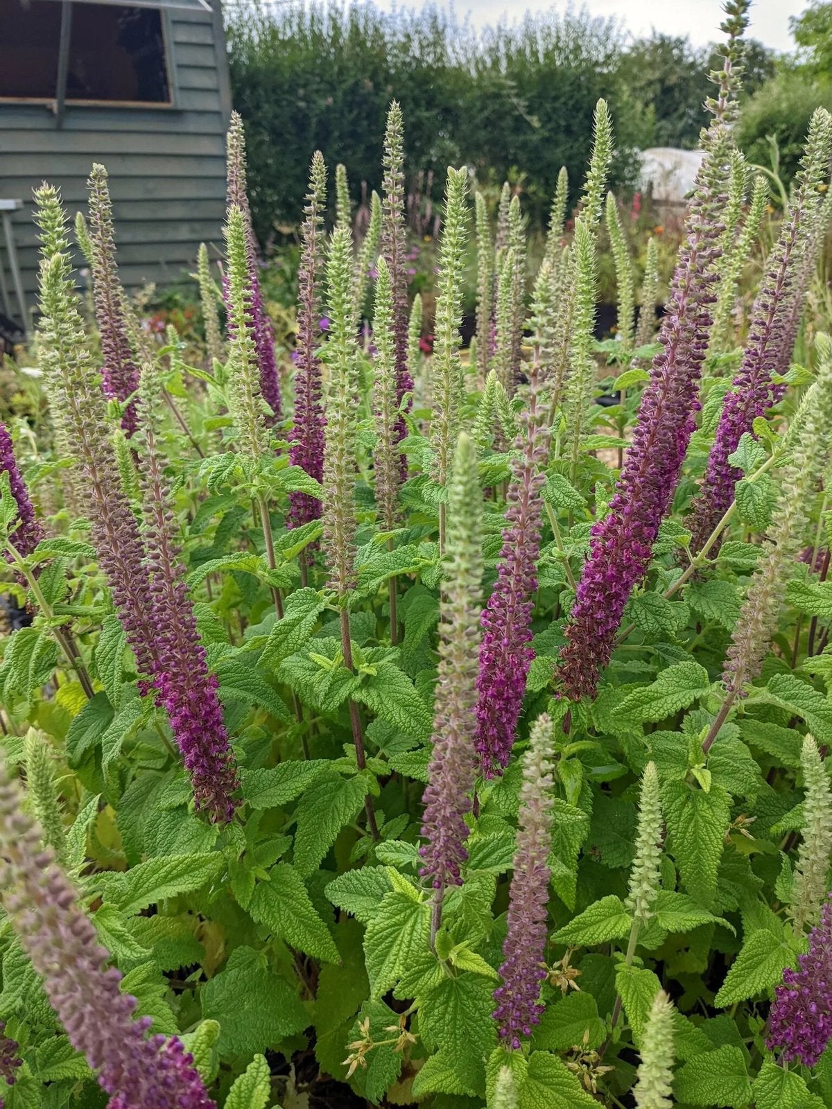Teucrium hircanicum - Kaukasische Gamander, Volle zon, Vaste plant, Zomer, Ophalen