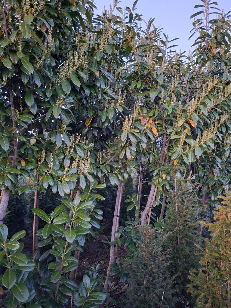 Laurier op stam, Tuin en Terras, Planten | Bomen, Halfschaduw, Lente, 100 tot 250 cm, Overige soorten