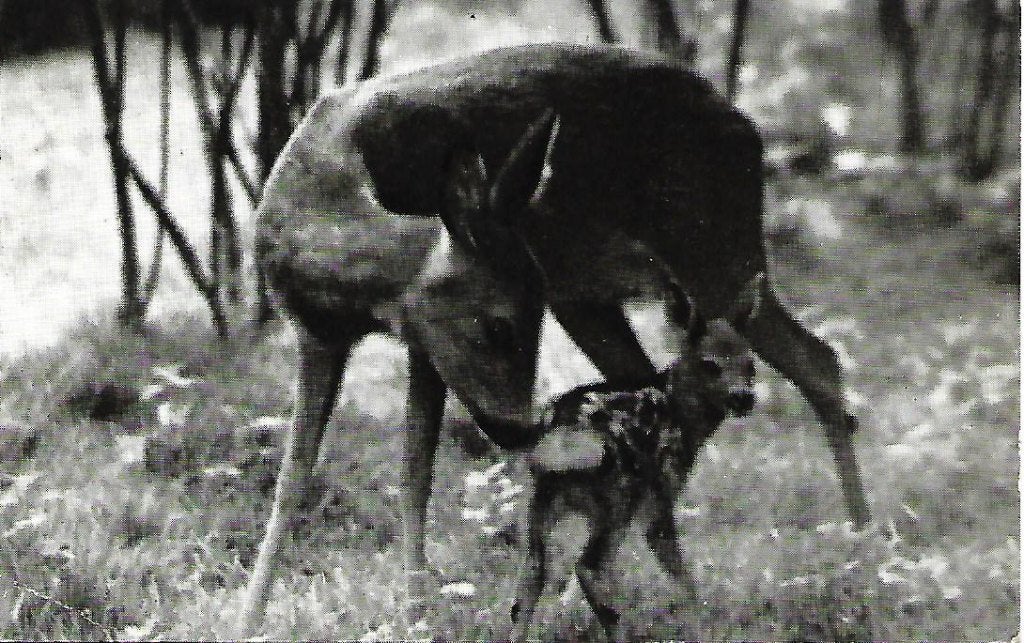 Holten- -Reegeit met kalf., Ophalen of Verzenden, 1960 tot 1980, Gelopen, Overijssel