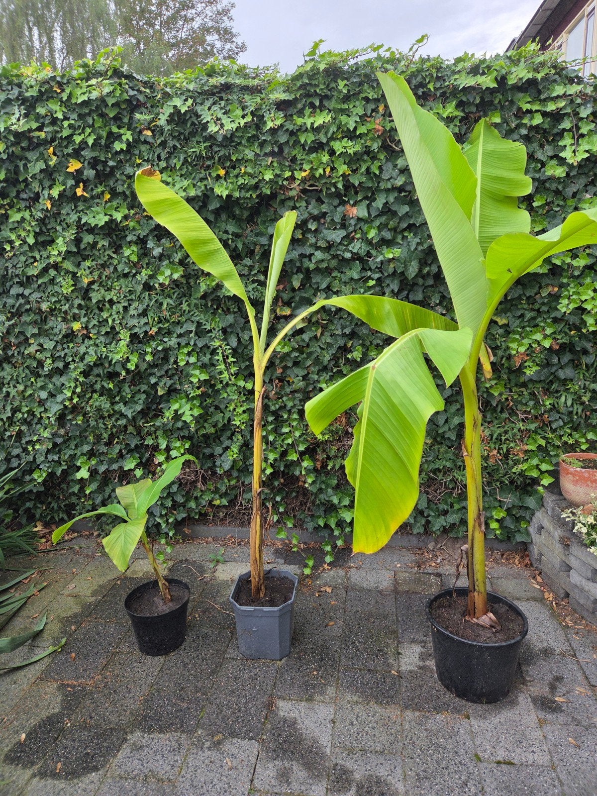 Mooie bananenplaten, Tuin en Terras, Ophalen, Volle zon, Overige soorten, Minder dan 100 cm