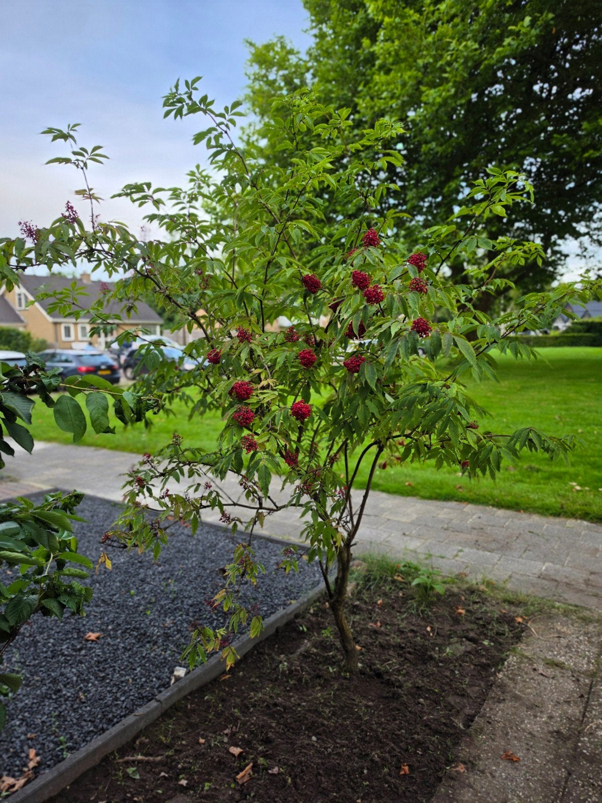(TEAB) Vlierboom met rode bessen - Prachtige aanwinst voor u, Overige soorten, 100 tot 250 cm, Zomer, Ophalen